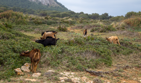 Des chèvres près de Cala Mesquida